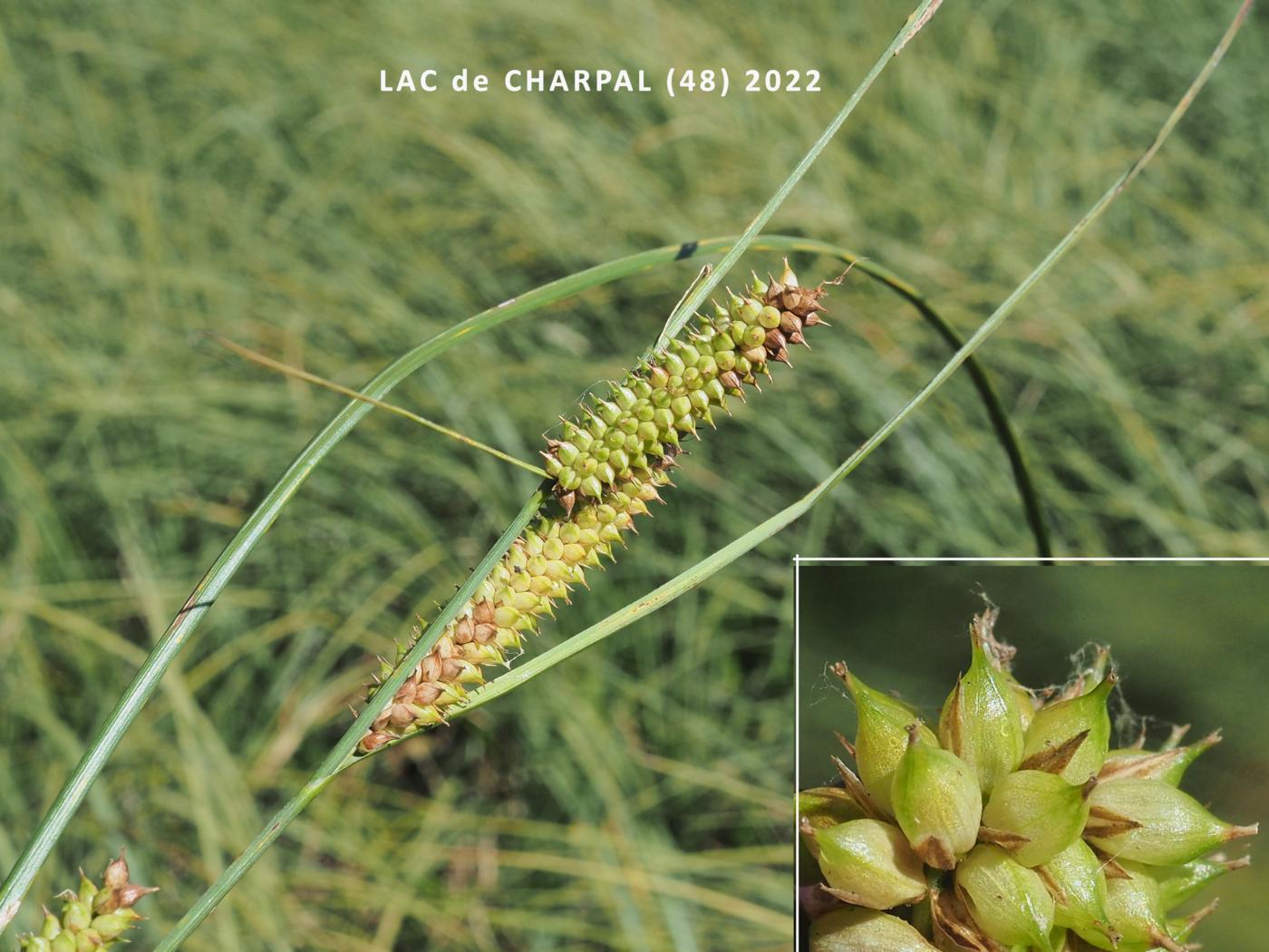 Sedge, Bottle fruit